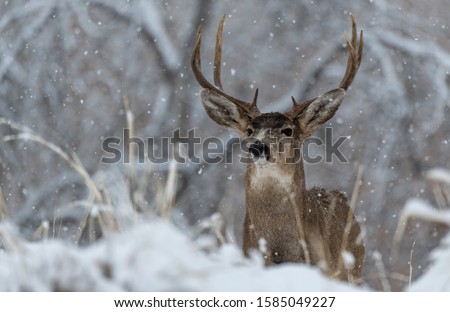 A Large Mule Deer Buck in a Snowy Field