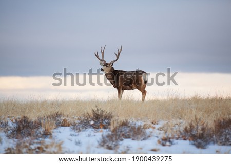 Large Mule Deer standing in a field