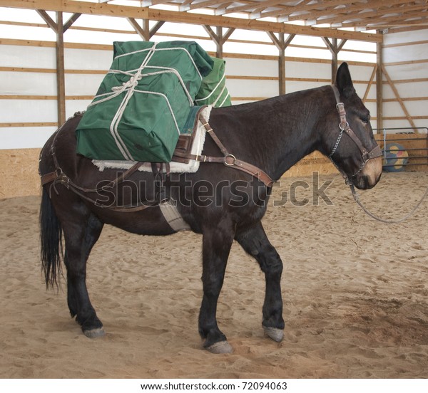 Large Mule Packed Carry Supplies Stock Photo 72094063 Shutterstock