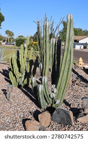 A large, multi-branched columnar cactus, likely a San Pedro cactus (Trichocereus pachanoi) or a Peruvian Apple Cactus (Cereus jamacaru or similar species) in a typical desert-style xeriscaped roadside, Phoenix, Arizona
