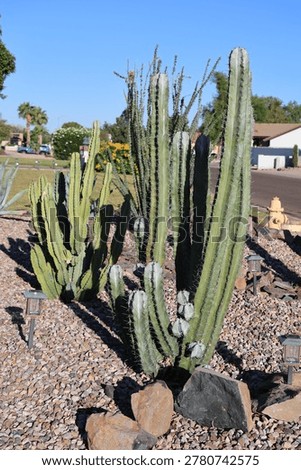 A large, multi-branched columnar cactus, likely a San Pedro cactus (Trichocereus pachanoi) or a Peruvian Apple Cactus (Cereus jamacaru or similar species) in a typical desert-style xeriscaped roadside, Phoenix, Arizona