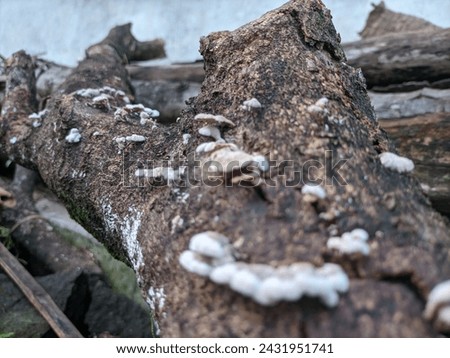 A large mushroom grows on a tree trunk(3)