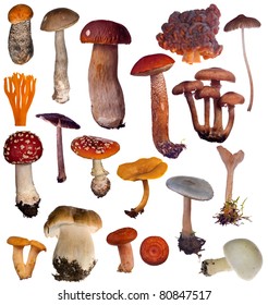 387,168 Mushrooms Isolated Images, Stock Photos & Vectors | Shutterstock