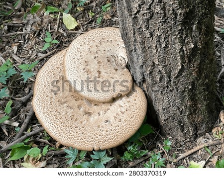 Large mushrooms growing at base of tree among fallen leaves and twigs in forest background. Mobile photo