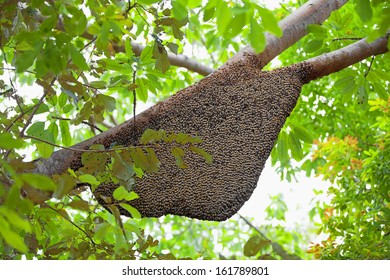 Large Natural Beehive Hanging From A Tree