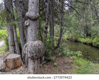 Large natural tree burls and lumpy growths on a pine tree trunk in a lush British Columbia forest with a creek during the summer season.