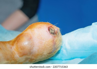 A Large Neoplasm In An Animal. The Process Of Preparation For Surgery