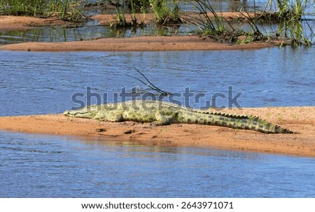 A large Nile Crocodile basks on a sandbar in the Great Ruaha River. Crocodiles have several adaptations that enable them to heat up their cold-blooded bodies quicker than most other reptiles