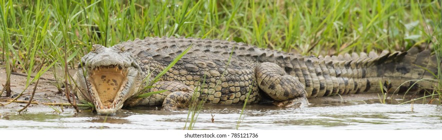 14,740 Crocodile smile Images, Stock Photos & Vectors | Shutterstock