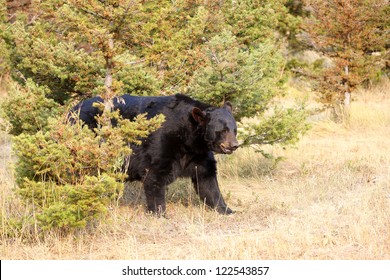 Large North American Black Bear in Wyoming