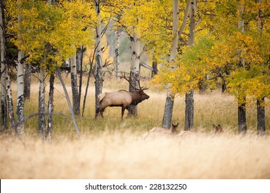 Large North American Bull Elk With Aspen Trees During The Rut In Rocky Mountain National Park, Colorado