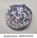 A large number of amonite shells embedded in the stone