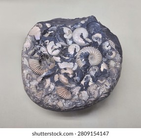 A large number of amonite shells embedded in the stone