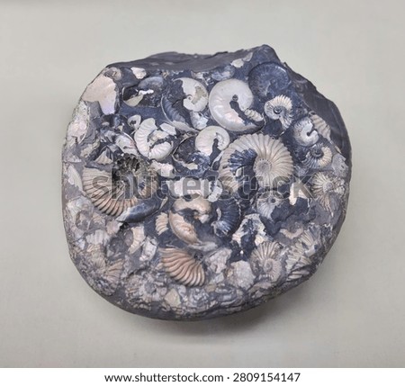 A large number of amonite shells embedded in the stone