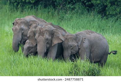 A large number of Asian wild elephants are grazing on green grass in a wide field on Khao Yai National Park, Thailand. - Powered by Shutterstock