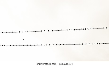 A large number of birds are on the power line. In rural areas, at sunset time. - Powered by Shutterstock