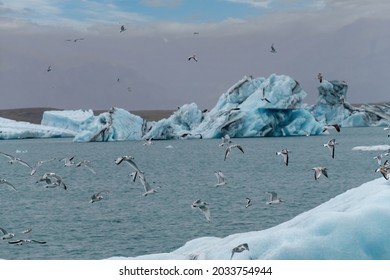 A large number of black-legged kittiwakes or gulls, an artic seabird, flying above a large piece of glacier ice in the lagoon in front of the Jokulsarlon glacier in Iceland
