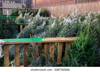 A Large Number Of Christmas Trees For Sale At An Outside Christmas Market In New York City