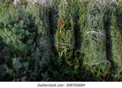 A Large Number Of Christmas Trees For Sale At An Outside Christmas Market In New York City