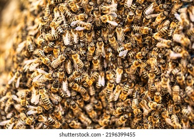 A Large Number Of Insects Are Honey Bees. Texture.