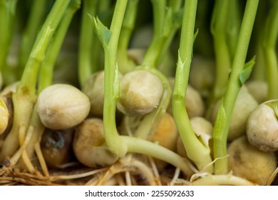 A large number of pea roots are light yellow in color, the thin root system of peas grown in a small area without soil in winter - Shutterstock ID 2255092633