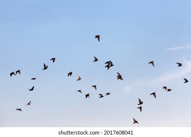 a large number of pigeons flying in the sky during the day, a flock of pigeons flying in the blue sky