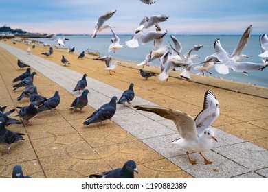 A large number of seagulls and pigeons
 - Powered by Shutterstock