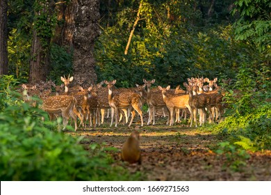 Large number of Spotted Deers at Chitwan National Park, Nepal