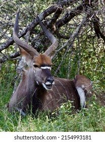 Large Nyala eating grass while laying down under the shade of a thorn tree. Found in the Kruger National Park in South Africa. Beautiful, colorful, and vibrant spiral-horned male antelope.