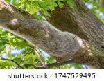 Large oak processionary moth nest in procession on an oak tree