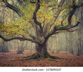 A Large Oak Tree During Autumn In The Middle Of Wood.