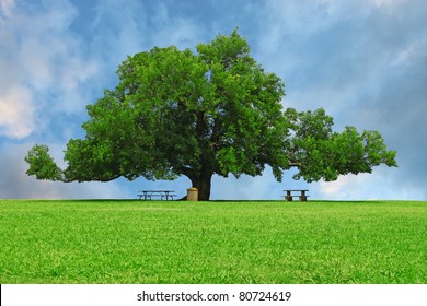 A Large Oak Tree In A Grass Field In A Park Used As A Shade Tree For Picnic Tables On A Gorgeous Summer Day With Room For Your Text.