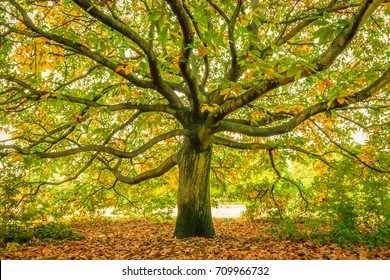 Large Oak Tree, London, England
