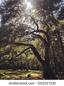 Large Oak Tree in the Lowcountry