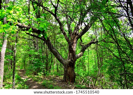 Similar – Image, Stock Photo A mighty oak stretches towards the sky: green, alive and beautiful.
