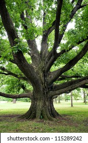 Large Oak Tree With Outreaching Branches