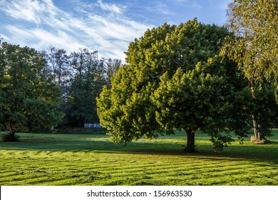 A Large Oak Tree In The Park With A Recently Cut Lawn.