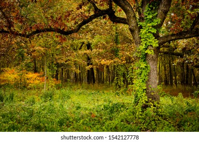 A large oak tree partially covered with a green vine in a northern Indiana hardwood forest in autumn.