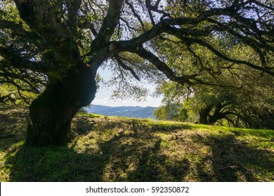 Large Oak Tree Providing Shade, Sugarloaf Ridge State Park, Sonoma County, California