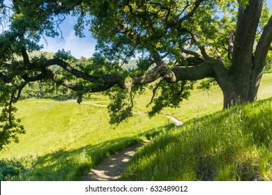 Large Oak Tree Providing Shade, Sunol Regional Wilderness, San Francisco Bay Area, California