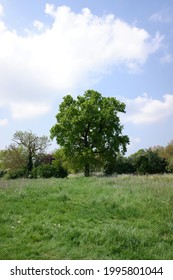 Large Oak Tree Surrounded By Smaller Trees And Bushes Against A Pale Blue Cloudy Sky.