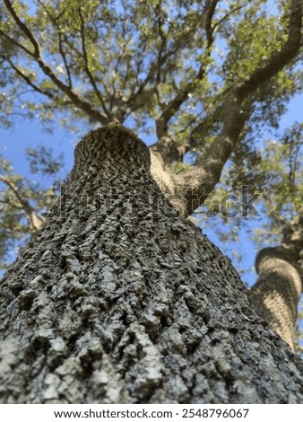 Large Oak Tree Trunk Bark