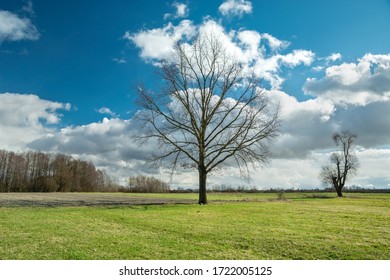 Large oak tree without leaves growing on a green meadow, white clouds on a blue sky