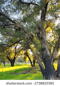 large oak trees back light by the low afternoon sun in a meadow at rocky oaks ranch in the Santa Monica mountains of southern California