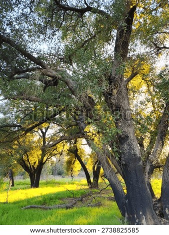 large oak trees back light by the low afternoon sun in a meadow at rocky oaks ranch in the Santa Monica mountains of southern California