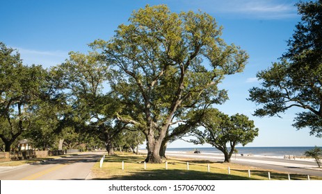 Large Oak Trees On Highway 90 In The Gulf Coast Of Mississippi. 