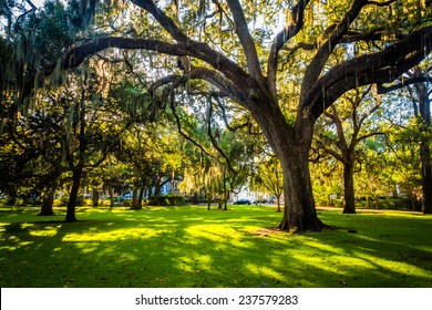 Large Oak Trees And Spanish Moss In Forsyth Park, Savannah, Georgia.