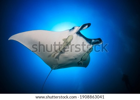 Large Oceanic Manta Ray (Manta birostris) with background SCUBA diver bubbles in a blue, tropical ocean (Andaman sea).