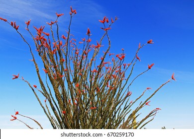 Large Ocotillo cactus with red blooms and blue sky copy space in Organ Pipe Cactus National Monument in Ajo, Arizona, USA which is a short drive west of Tucson.
