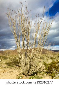 Large ocotillos (Fouquieria splendens) in the arid Mojave Desert, Joshua Tree National Park, California, USA
